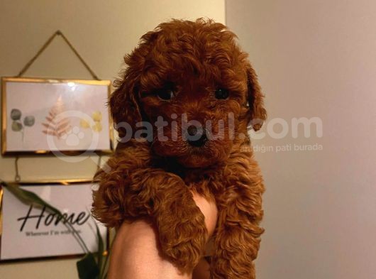 Tatlı Toy Poodle Bebeklerimiz