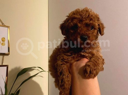 Tatlı Toy Poodle Bebeklerimiz görsel