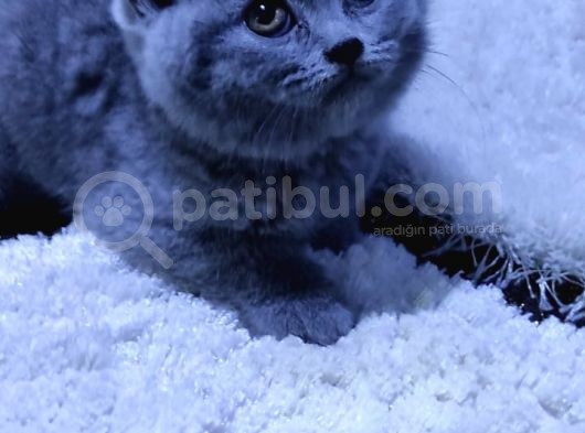 2 Aylık British Shortahir Yavrular görsel