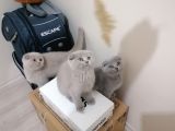 Scottish Fold Ve British Shothair Bebekler