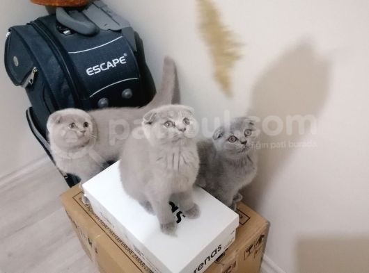 Scottish Fold Ve British Shothair Bebekler görsel