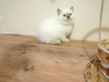 Scottish Fold Ve British Shothair Bebekler
