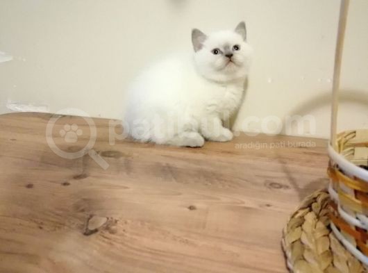 Scottish Fold Ve British Shothair Bebekler görsel
