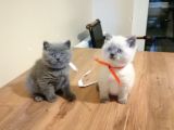 Scottish Fold Ve British Shothair Bebekler
