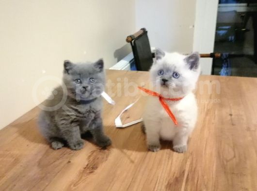 Scottish Fold Ve British Shothair Bebekler görsel