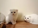Scottish Fold Ve British Shothair Bebekler