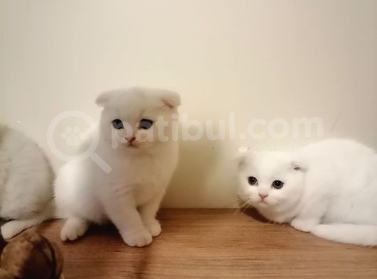 Scottish Fold Ve British Shothair Bebekler