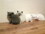 Scottish Fold Ve British Shothair Bebekler