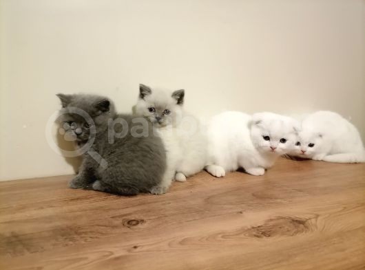 Scottish Fold Ve British Shothair Bebekler görsel