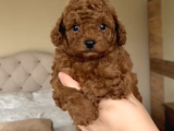 Orji̇nal Toy Poodle Bebekler