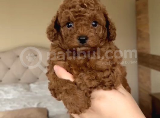 Orji̇nal Toy Poodle Bebekler görsel