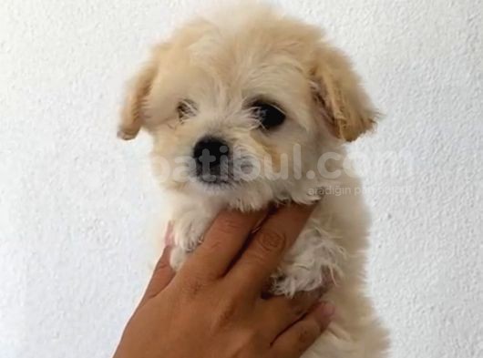 Malti̇po Ci̇nsi̇ görsel