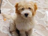 Malti̇po Ci̇nsi̇