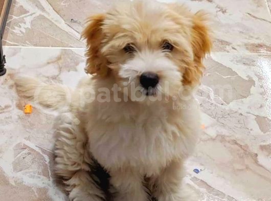 Malti̇po Ci̇nsi̇