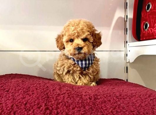 Safkan Toy Poodle Yavrularımız görsel