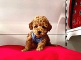 Safkan Toy Poodle Yavrularımız