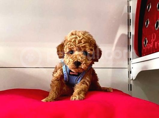 Safkan Toy Poodle Yavrularımız görsel