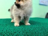 Show Kalite Ayıcık Surat Pomeranian Boo