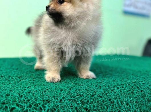Show Kalite Ayıcık Surat Pomeranian Boo