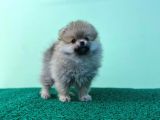 Show Kalite Ayıcık Surat Pomeranian Boo