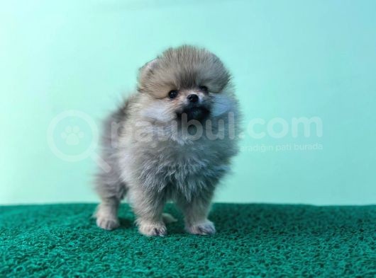 Show Kalite Ayıcık Surat Pomeranian Boo görsel