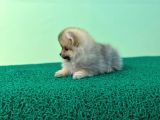 Show Kalite Ayıcık Surat Pomeranian Boo