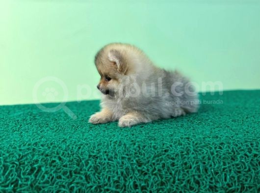 Show Kalite Ayıcık Surat Pomeranian Boo görsel