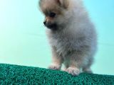 Show Kalite Ayıcık Surat Pomeranian Boo