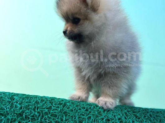 Show Kalite Ayıcık Surat Pomeranian Boo görsel
