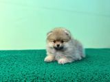 Show Kalite Ayıcık Surat Pomeranian Boo
