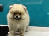 Secereli Mikrocipli Ayıcık Surat Pomeranian Boo