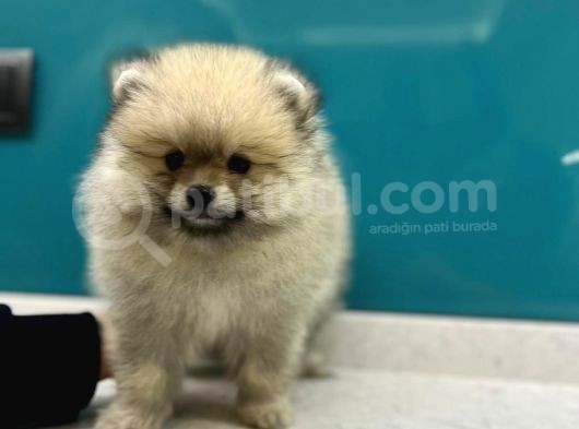 Secereli Mikrocipli Ayıcık Surat Pomeranian Boo