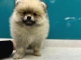 Secereli Mikrocipli Ayıcık Surat Pomeranian Boo
