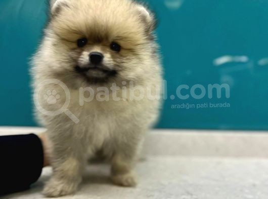 Secereli Mikrocipli Ayıcık Surat Pomeranian Boo görsel
