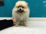 Secereli Mikrocipli Ayıcık Surat Pomeranian Boo