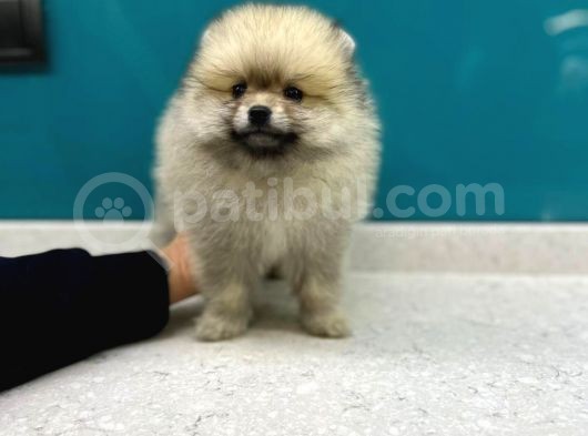 Secereli Mikrocipli Ayıcık Surat Pomeranian Boo görsel
