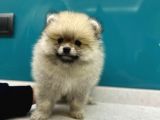 Secereli Mikrocipli Ayıcık Surat Pomeranian Boo