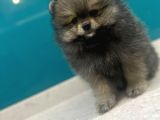 Üst Kalitede Erkek Dişi Pomeranian Boo
