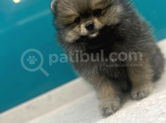 Üst Kalitede Erkek Dişi Pomeranian Boo görsel