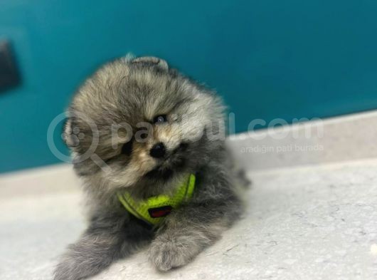 Üst Kalitede Erkek Dişi Pomeranian Boo görsel