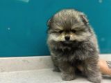 Üst Kalitede Erkek Dişi Pomeranian Boo
