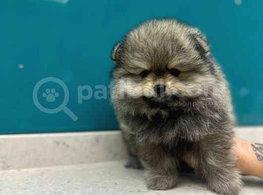 Üst Kalitede Erkek Dişi Pomeranian Boo görsel
