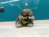 Üst Kalitede Erkek Dişi Pomeranian Boo