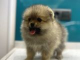 Dünya Tatlısı Secereli Mikrocipli Pomeranian Boo Yavrular