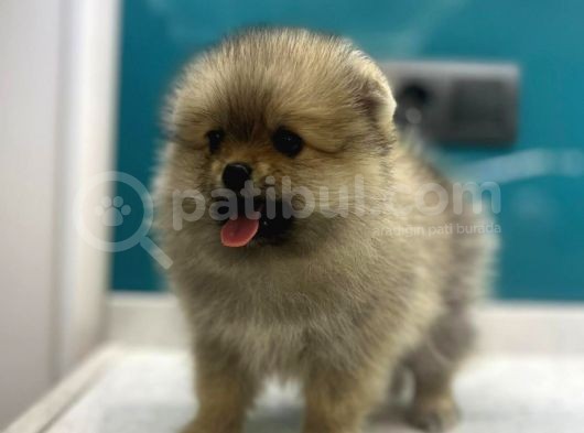 Dünya Tatlısı Secereli Mikrocipli Pomeranian Boo Yavrular
