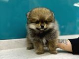 Dünya Tatlısı Secereli Mikrocipli Pomeranian Boo Yavrular