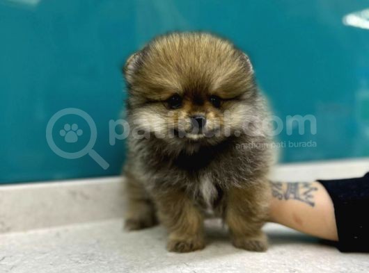 Dünya Tatlısı Secereli Mikrocipli Pomeranian Boo Yavrular görsel