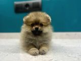 Dünya Tatlısı Secereli Mikrocipli Pomeranian Boo Yavrular