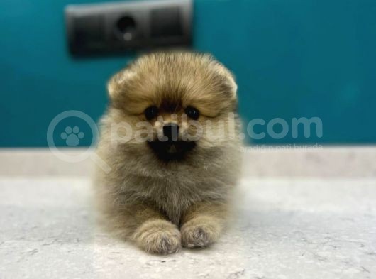 Dünya Tatlısı Secereli Mikrocipli Pomeranian Boo Yavrular görsel