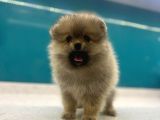 Dünya Tatlısı Secereli Mikrocipli Pomeranian Boo Yavrular